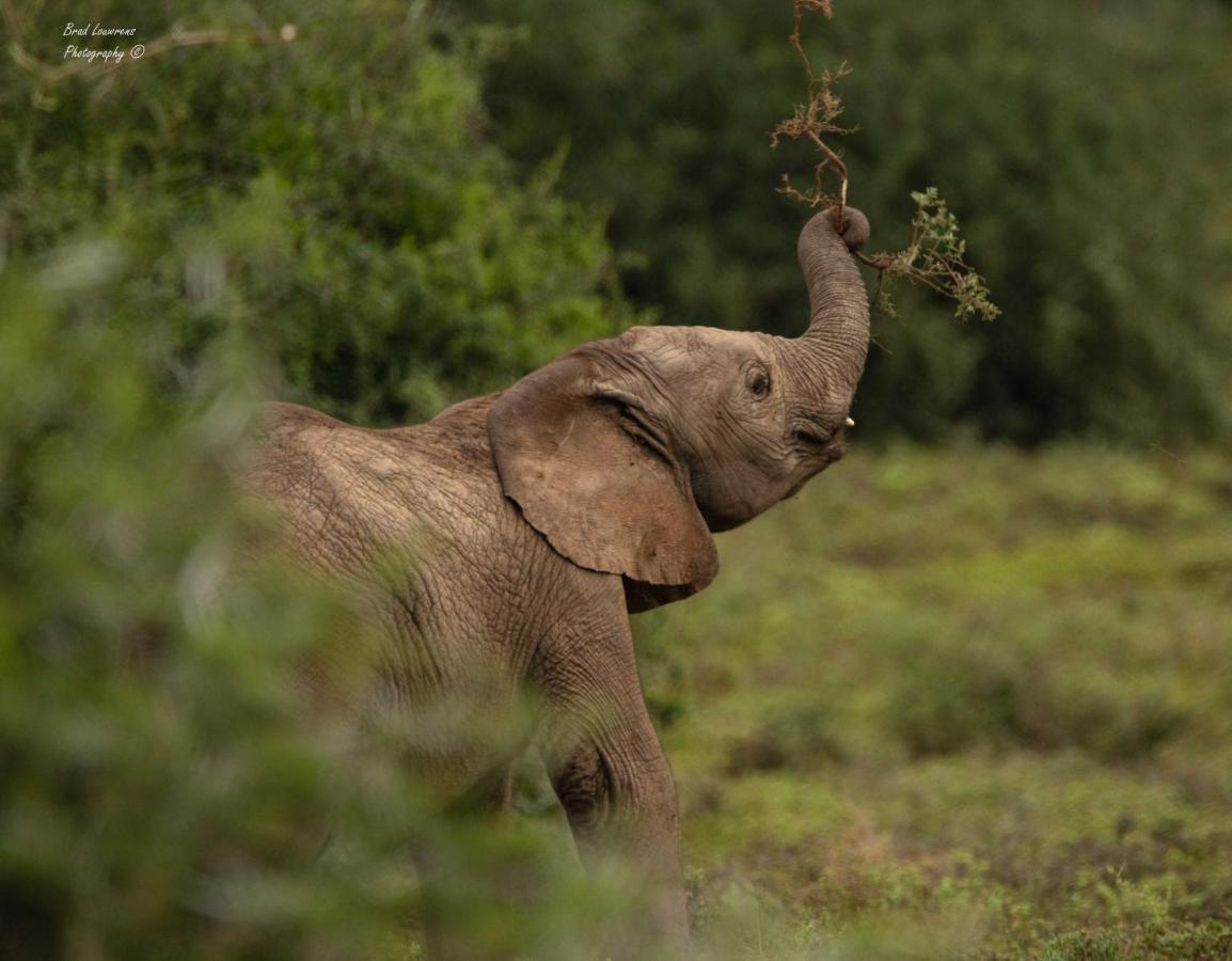 Woodbury Lodge - Amakhala Game Reserve Bagian luar foto